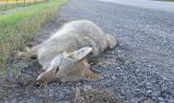 dead Coyote