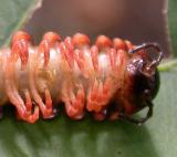 Sigmoria millipede -- male -- head & gonopods