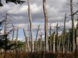 autumn sky over flooded forest -- Oct--3--2004