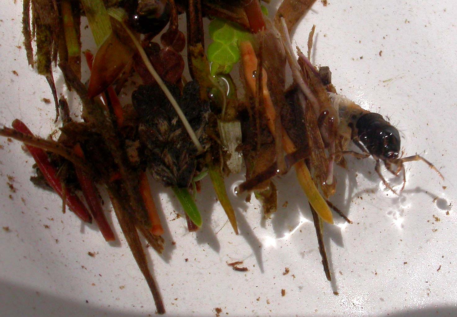 Caddis larva - top view
