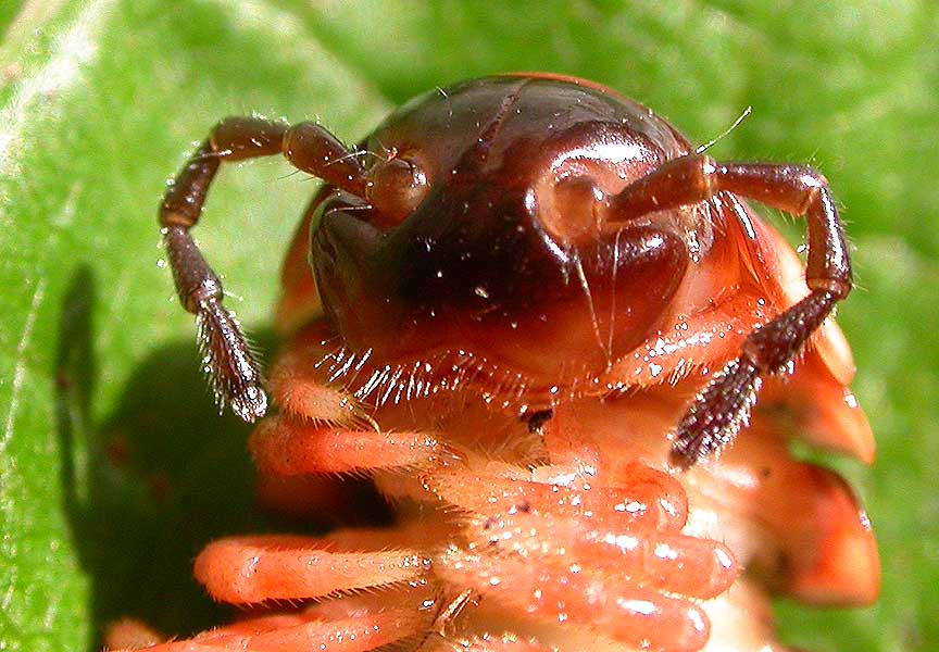 Sigmoria millipede - detail of head