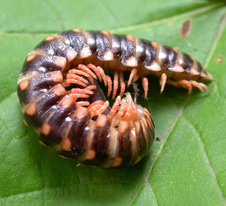 Sigmoria sp. -- body curled