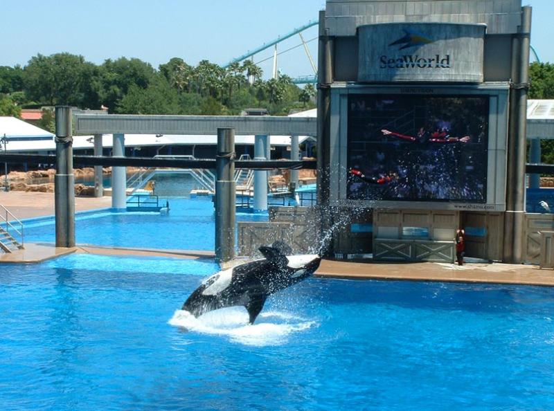 Shamu - Seaworld