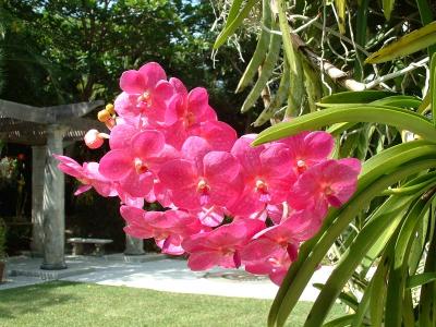 Orchid - Vizcaya, Miami