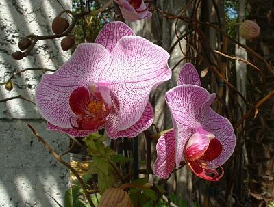 Orchid - Vizcaya, Miami