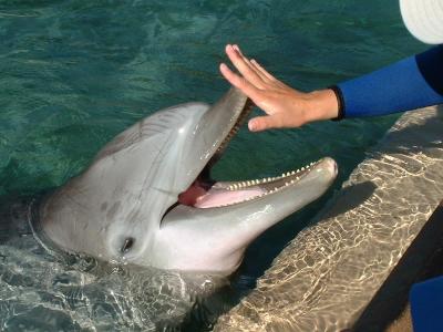 Dolphin - Seaworld