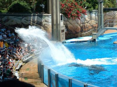 Shamu Soak Zone - Seaworld