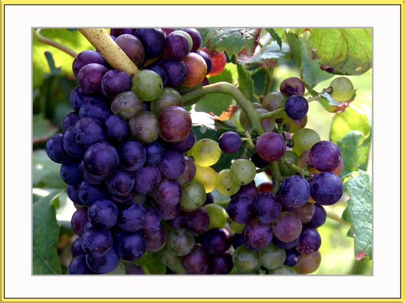 <b>Fruit of the Vine</b> <br><i>by Tim Rucci