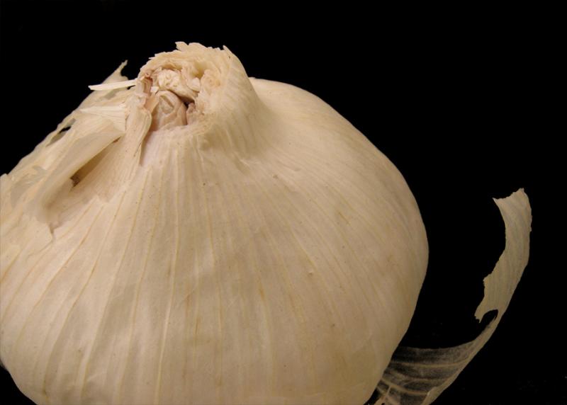 Debbi in California * Garlic