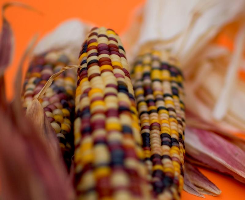 <b>Indian Corn*</b><br><i>by Larry</i>
