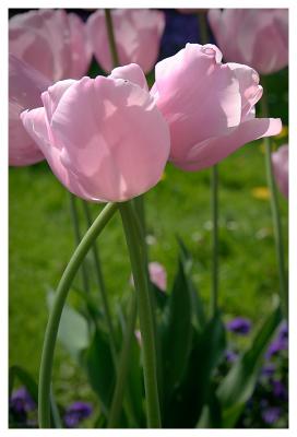 Love in Bloom *