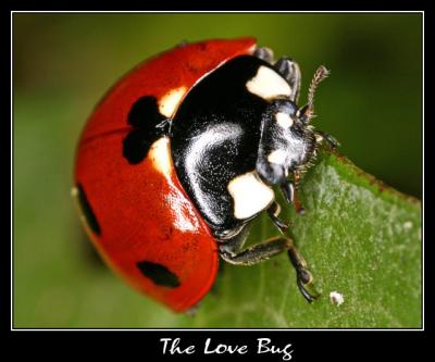 The Love Bugby Jon M