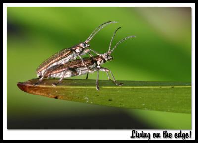 Living on the edge!by Jon M
