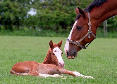 <b>Mare And Foal  </b><br> by Penny Roots