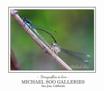 <B>Dragonflies in Love</B><BR><i>by Michael Soo</i>