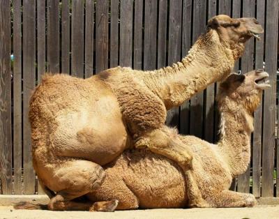 Wild love making - A Humped Humping a Humpedby Michael Soo