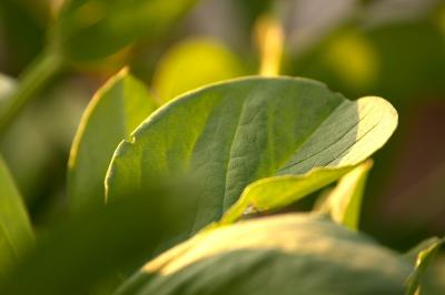 Broad Bean Leaf *