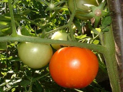 Alex Tomatoes * by Doris Baillet