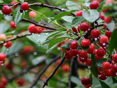 Lost in the Cherry Tree *