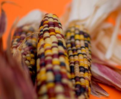 Indian Corn*by Larry