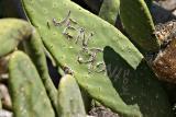 cactus * by bee1000