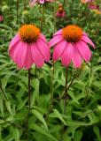 Flowers in Love