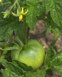 <b>My First Tomato</b><br><i>by Larry</i>