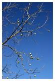 Tennis Ball Tree