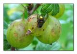 Gooseberry Fly * by arra