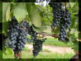 <b>On The Vine</b>