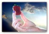 <b>Holy Strawberry</b><BR> <i>by Billy Webb</i>