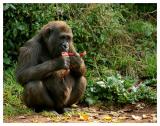 Good For Gorillas *