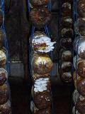 <b>Mushrooms * </b> by Bubut