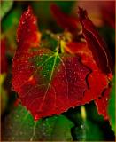 Wet Leaves