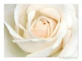 Peach Rose