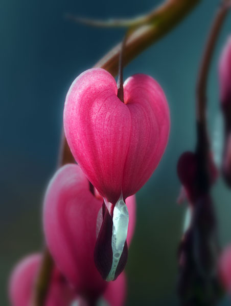 Bleeding heart 2