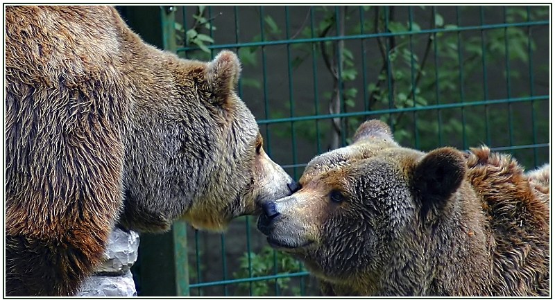 <b>Tender Encounter(*)</b>
