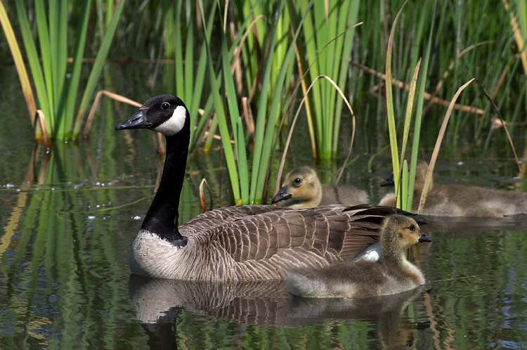 <B>A Mothers Love</B><BR>Ann Chaikin