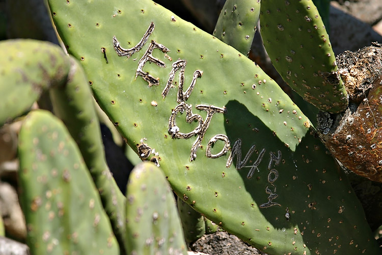 cactus * by bee1000
