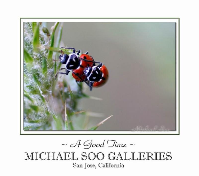 <B>Love-making lessons from the Experts</B><BR><i>by Michael Soo</i>