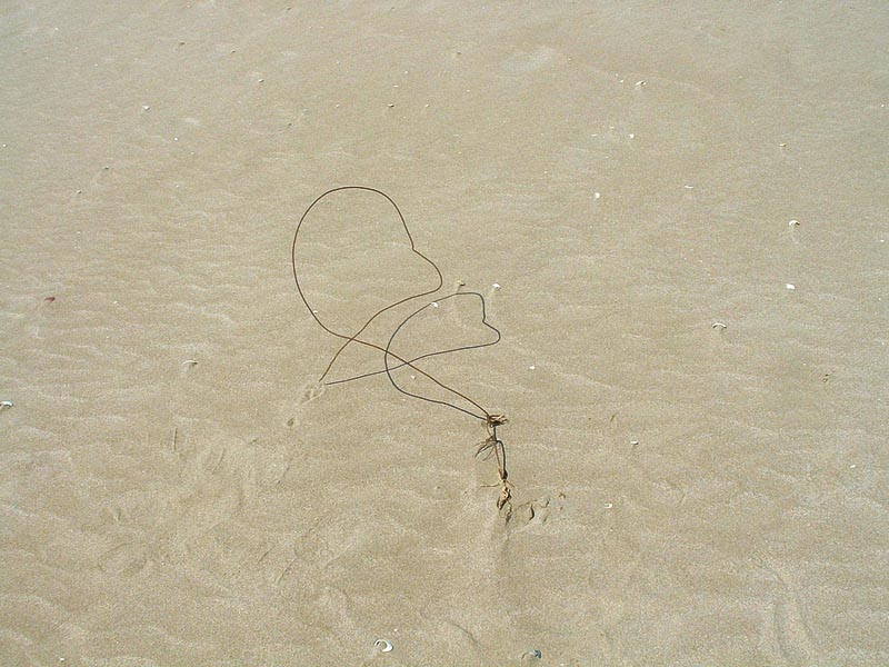 A Heart and his Shadow *
