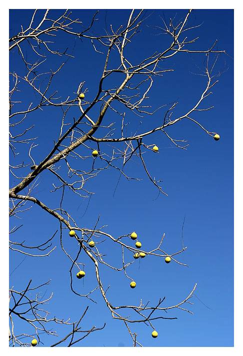 Tennis Ball Tree