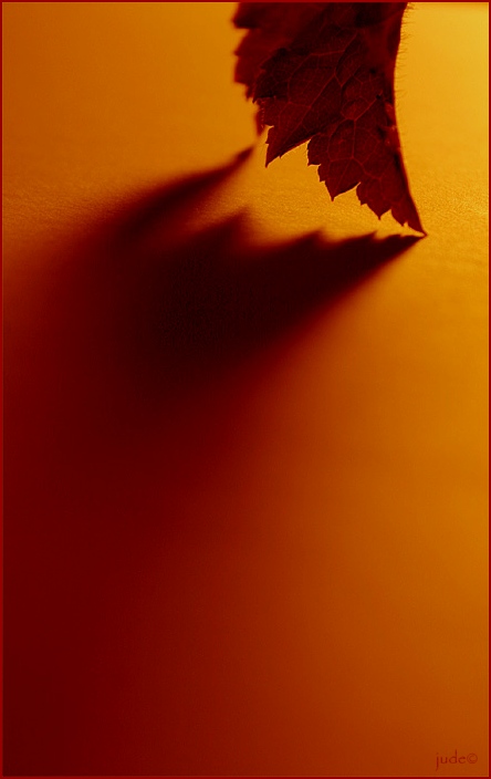 The Curve of Shadow by jude mc