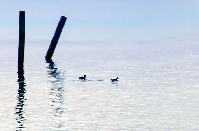 Ducks and poles