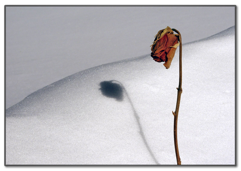 Dead Beauty *