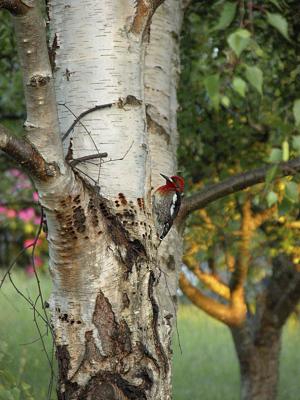 Sapsucker