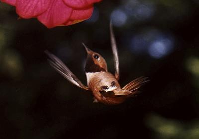 Acrobird