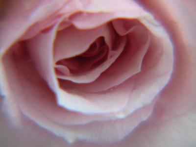 Sensual Pink Rose