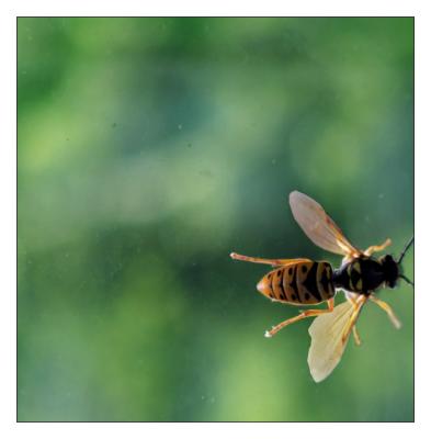 Just buzzing by (*)