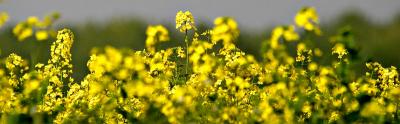 Smell the Colour *